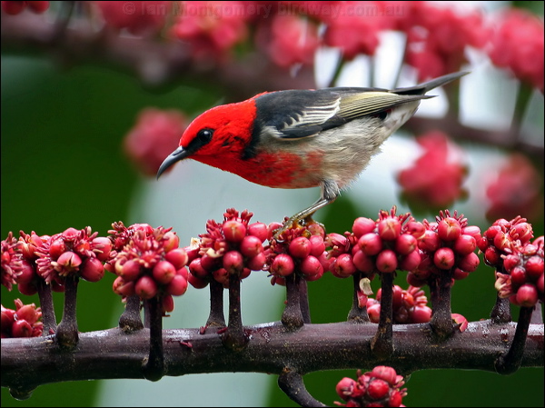 Scarlet Myzomela/Honeyeater scarlet_honeyeater_31313.psd