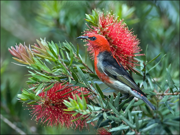 Scarlet Myzomela/Honeyeater scarlet_honeyeater_99248.psd