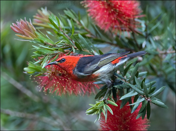 Scarlet Myzomela/Honeyeater scarlet_honeyeater_99260.psd