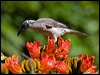 silver_cr_friarbird_105170