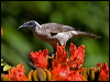 Click here to enter gallery and see photos/pictures/images of Silver-crowned Friarbird