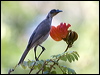 silver_cr_friarbird_105214
