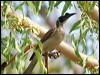 silver_cr_friarbird_13574