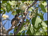 silver_cr_friarbird_93601