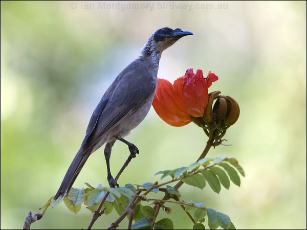 Silver-crowned Friarbird silver_cr_friarbird_105214.psd
