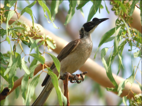 Silver-crowned Friarbird silver_cr_friarbird_13574.psd