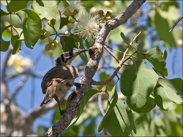 Silver-crowned Friarbird silver_cr_friarbird_93601.psd