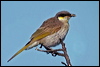 singing_honeyeater_07740