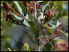 singing_honeyeater_188469