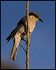 singing_honeyeater_80537