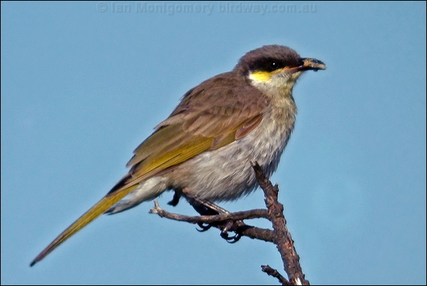 Singing Honeyeater singing_honeyeater_07740.jpg