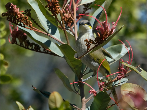 Singing Honeyeater singing_honeyeater_188469.psd