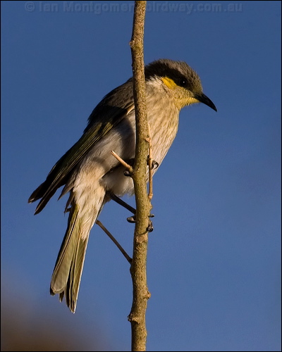 Singing Honeyeater singing_honeyeater_80537.jpg
