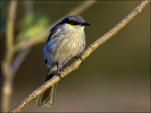 Singing Honeyeater singing_honeyeater_80557.psd