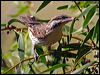 spiny_ch_honeyeater_082411