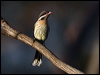 Click here to enter gallery and see photos/pictures/images of Spiny-cheeked Honeyeater