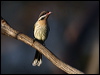 spiny_ch_honeyeater_089188