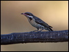 spiny_ch_honeyeater_090707