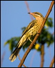 spiny_ch_honeyeater_115444