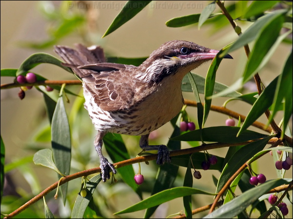 Spiny-cheeked Honeyeater spiny_ch_honeyeater_082411.psd