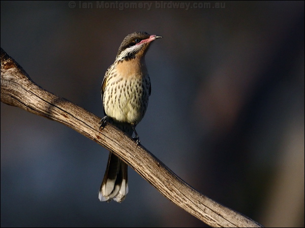 Spiny-cheeked Honeyeater spiny_ch_honeyeater_089188.psd