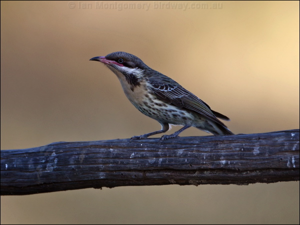 Spiny-cheeked Honeyeater spiny_ch_honeyeater_090707.psd