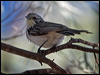 Click here to enter gallery and see photos/pictures/images of Striped Honeyeater