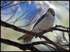 striped_honeyeater_100422