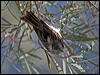 striped_honeyeater_100424