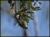 striped_honeyeater_100428