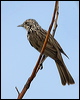 striped_honeyeater_115288