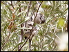 striped_honeyeater_81594