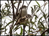striped_honeyeater_81622