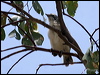 striped_honeyeater_81632