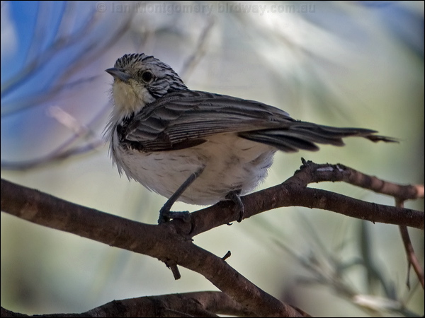 Striped Honeyeater striped_honeyeater_100420.psd