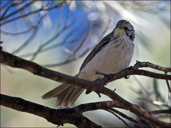 Striped Honeyeater striped_honeyeater_100422.psd