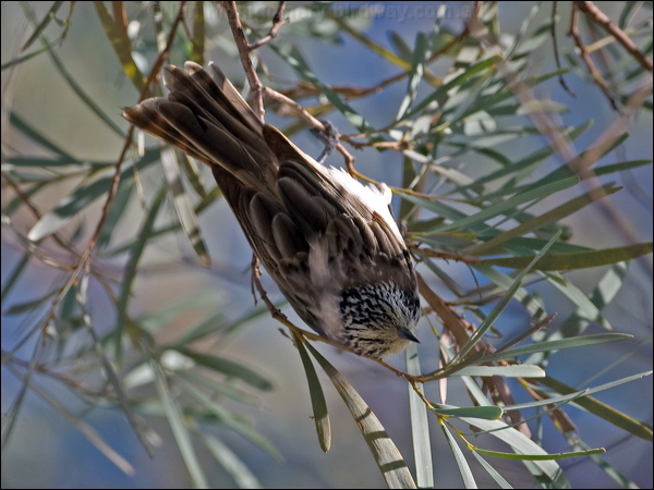 Striped Honeyeater striped_honeyeater_100424.psd