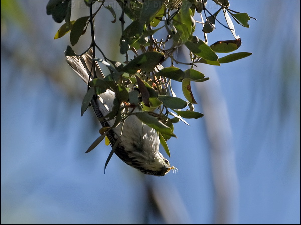 Striped Honeyeater striped_honeyeater_100428.psd