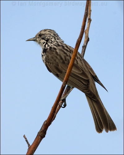 Striped Honeyeater striped_honeyeater_115288.psd