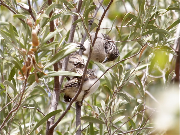 Striped Honeyeater striped_honeyeater_81594.psd