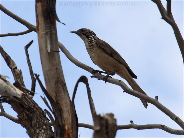 Striped Honeyeater striped_honeyeater_81612.psd