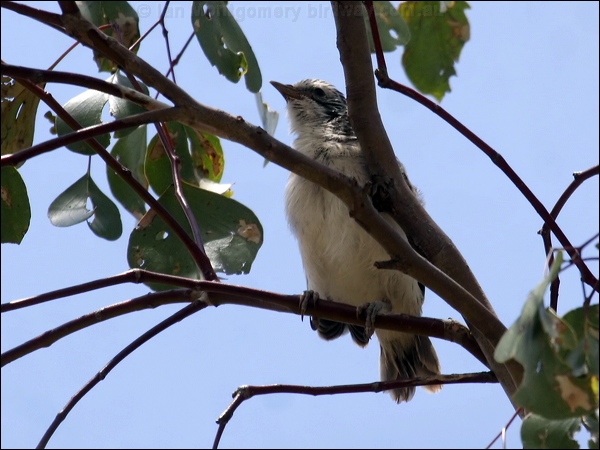 Striped Honeyeater striped_honeyeater_81632.psd