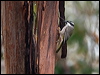 Click here to enter gallery and see photos/pictures/images of Strong-billed Honeyeater