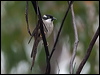 strongb_honeyeater_128451