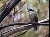 strongb_honeyeater_128456