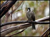 strongb_honeyeater_128457