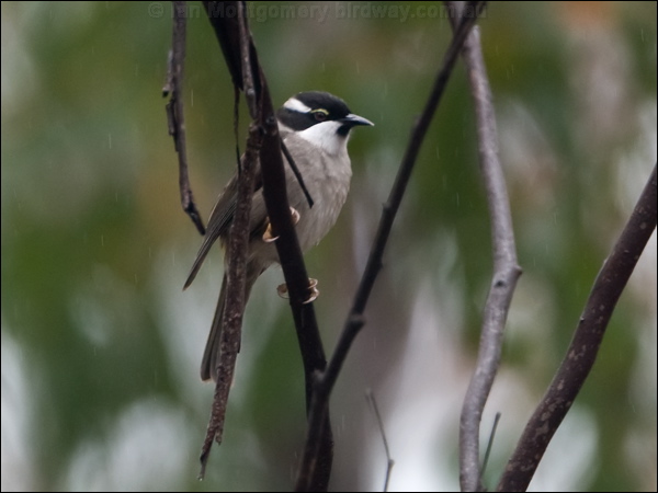 Strong-billed Honeyeater strongb_honeyeater_128451.psd
