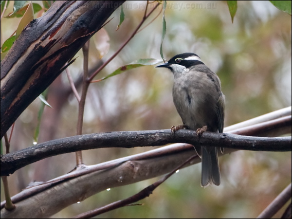 Strong-billed Honeyeater strongb_honeyeater_128456.psd