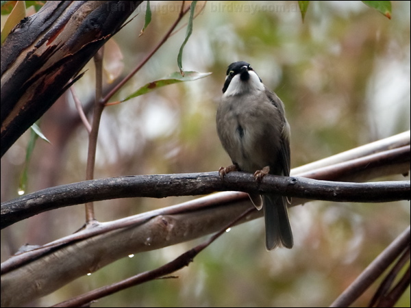 Strong-billed Honeyeater strongb_honeyeater_128457.psd