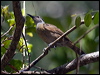 tawny_br_honeyeater_104572